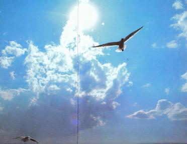 BEER-DE-Jacobus-Hercules-1920-2003-M_96