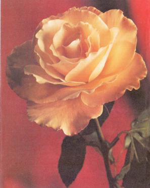 BESTER-Cecilia-Jacoba-1926-2003-F